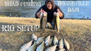 Catching Fat Female Shad on the Columbia River Bonneville Dam *FULL OF ROE*