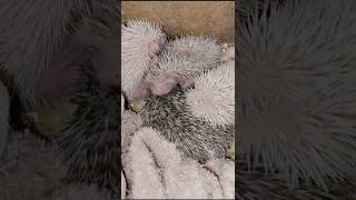 🥰 Маленькие ёжики. Little hedgehogs. #ezhikafro #hedgehoge #cutebaby #cuteanimals #baby #little