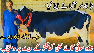 New Farmer | Australian Fresian Cows for Sale | Khangar Cows for Sale In Punjab | Shami Gondal