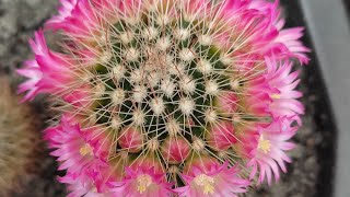 #mammillaria#mammillariaflorida#cactoscomflor Flor de mammillarias