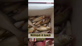 ternyata ikanya ngumpul disini #fishing #fishingbeach #mancinglautpinggiran #mancingmania #eastjava