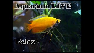 Relaxing Aquarium / Tank - Livestream