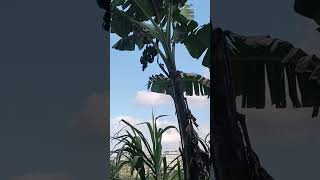 BANANA TREE... PÉ DE BANANA