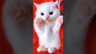 cute kittens funny clips 😍 #cat #funny  #kittens #catvideos #catlover #princesscat #youtubeshorts