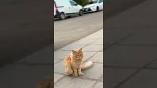 15 Pro Max Cinematic on Street Cat