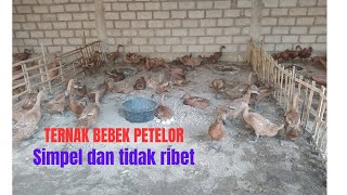 TERNAK BEBEK PETELOR SIMPEL DAN TIDAK RIBET BISA BUAT PEKERJAAN SAMPINGAN