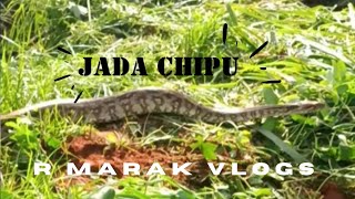 Jada chipu dallako remma python snake