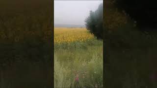 Подсолнухи 🌻 🌻🌻🌻🌻🌻🌻