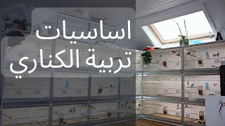 تربية الكناري للمبتدئين