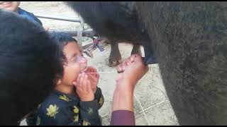 Rayan Ruman fun with Buffalo Milking Funny video