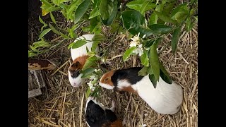 Guinea pigs enjoying and orange tree branches