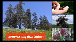 Lärchenwiesen - entspannende Naturgeräusche | Larch meadows relaxing nature sound | ASMR