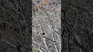 Golden eagle landing / Aigle royal atterrissant #nature #wildlife #suisse #aigleroyal #eagle