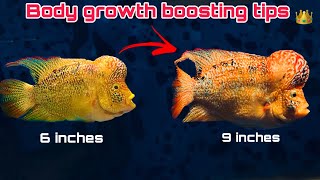 Body growth boosting tips for flowerhorn 😈🔥 #flowerhorn