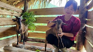 I built a goat house from wood and palm leaves/Buyed goats to raise