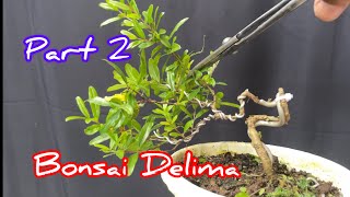 Program bonsai delima 4 Bulan