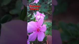 Nanthyavattam plant -Pinwheel flower #healthbenefits #royreena