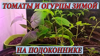 Помидоры и огурцы на подоконнике #2. Выращивание. Уход.