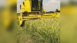 8070 Rice harvesting in Pakistan... 03057380827