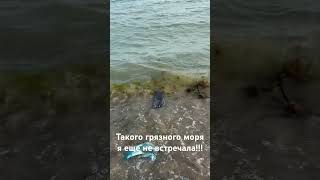 Я в шоке! Что случилось с морем в Новороссийске?! Медузы, мусор, тина…