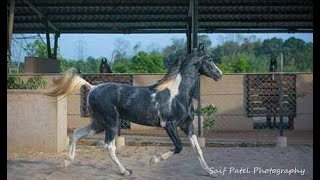 SOME STALLIONS SIRED BY AVTAR BY KARAMATI