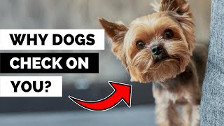 8 Reasons Why Your Dog Can’t Stop Checking In On You!