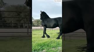 playing football horse 🦄🦄🦄🦄🐎🐎🐎🙏🙏🙏pls like subscribe share Thanks