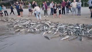 pesca da tainha, praia da Conceição Santa Catarina.