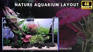 Colourful AQUASCAPE Nature Aquarium Style | RELAXING Cinematic