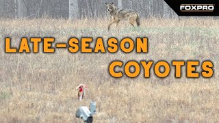 Late-Season Coyote Hunting Using A Decoy