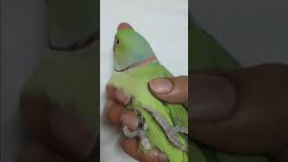 ببغاء أليفparrot