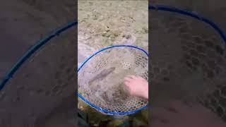 Spinning trota torrente, bellissima fario torna libera #shorts#youtubeshorts#youtube#viral#fishing