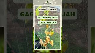 Baru berbuah tanaman melon langsung mati #berkebun #berkebundirumah #tanammelon #buahmelon