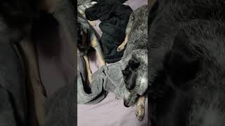 Reason The  Bed Is Never Made & Why I'm Always Doing Laundry 😆 #blueheeler #dogmom #dog