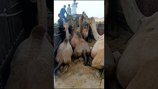 Sitting camel truck 🚚 #viralvideo