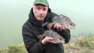 Sussex Perch Big Perch #perchfishing