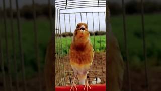 تغريدكناري هائج |Canary singing | Chant des Canaries #تغريد_الكناري #Canary