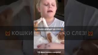 😂Кошки-комики: приколы и нарезки для смеха😂 Эпизод 722