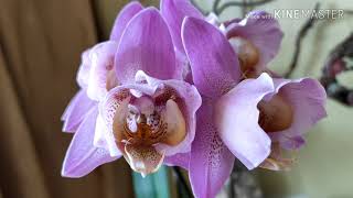 #Phal.Beaumont #ФаленопсисБьюмонт #пелор