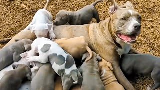 Couple Fosters Unwanted Dog Only to Discover She's Expecting a Huge Litter of Puppies