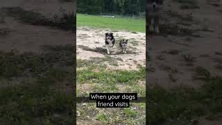 Australian Shepherd Friends | Besties | Dogs for life ❤️