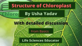 Structure of Chloroplast from basics