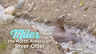 River Otter Miles