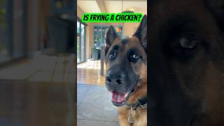 What do you think? 🌧️  🍗 😂 #dog #gsd #germenshepherd #funny #shorts #trending #viralvideo #yt