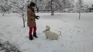 Американский бульдог.Бульдоги на снегу./American Bulldog Bulldogs in the Snow