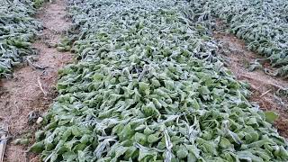 a Frozen Day on the Homestead