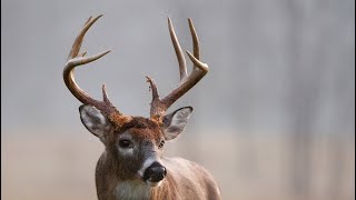 Deer Scouting (Watch until the end)