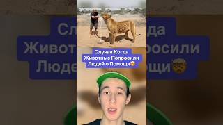 Случаи Когда Животные Попросили Людей о Помощи!🤯 #shorts #животные #собака #лев #лиса