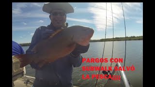 PESCA de PARGOS con uno de mis mejores  señuelos/ subwalk