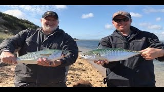 Martha's Vineyard False Albacore Frenzy!